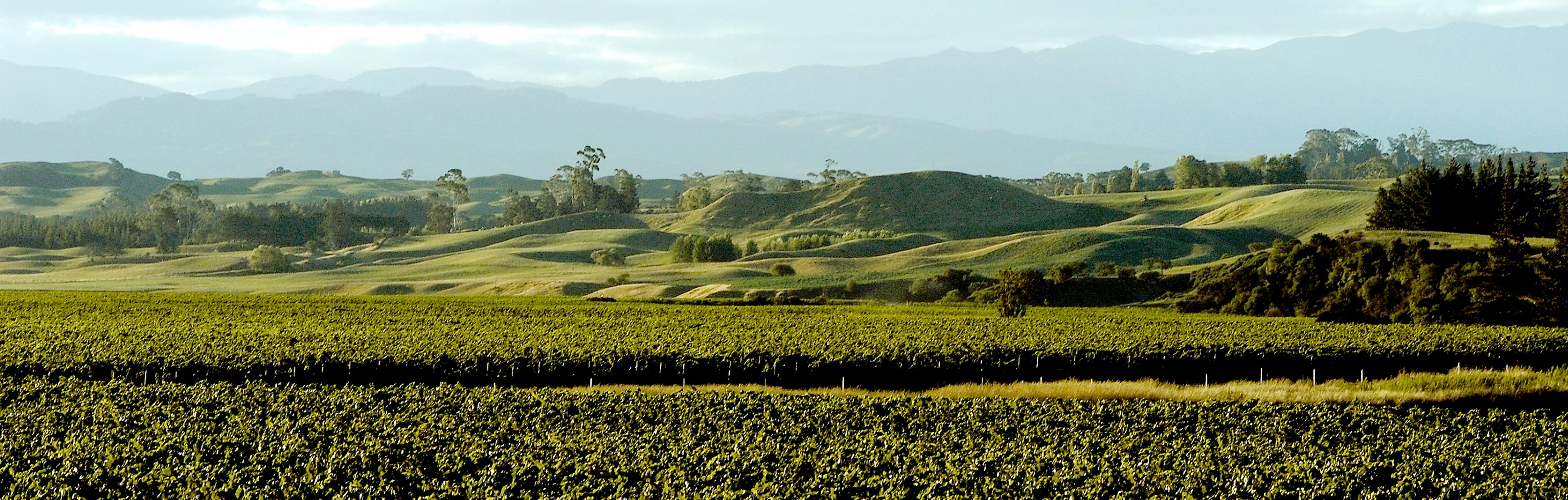 Hawkes Bay Main Banner