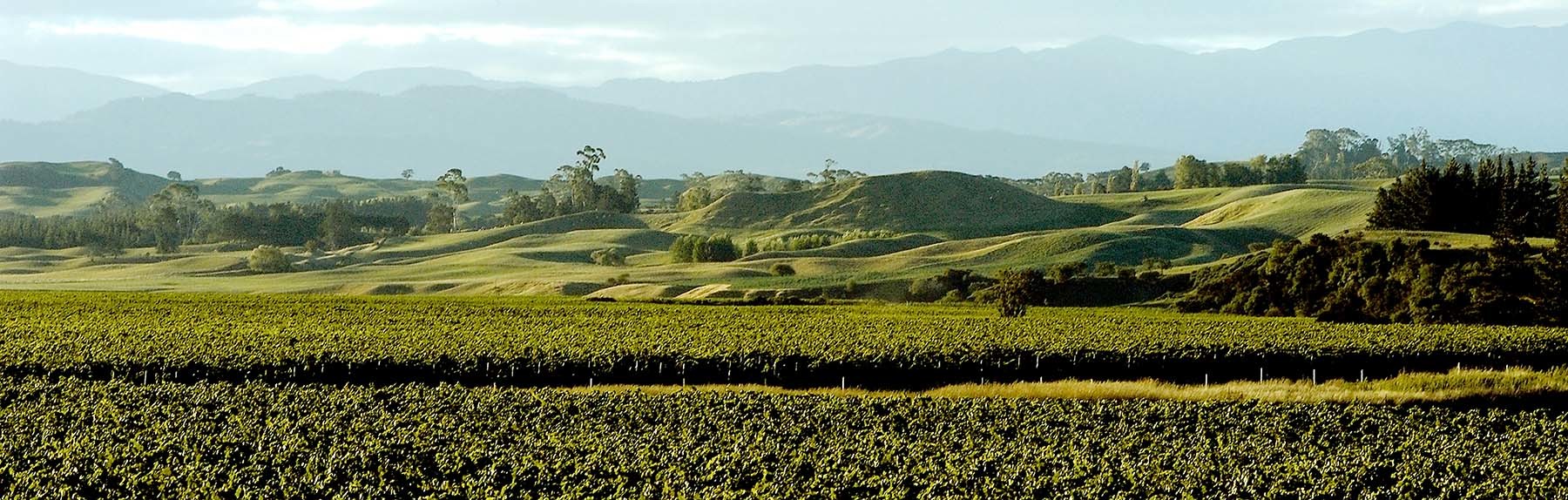 Oyster bay hawkes bay vineyards crownethorpe compressed